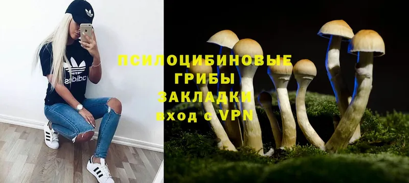 Псилоцибиновые грибы Psilocybe  цена наркотик  Клинцы 